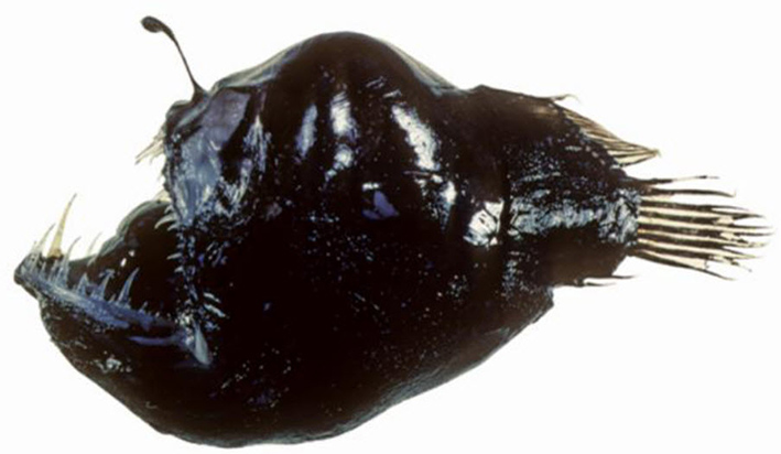 Melanocetus murrayi_aust.jpg